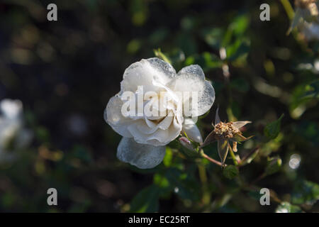 Single bloom of Flower Carpet White 'Naoschnee', a hardy white semi-double ground cover rose, in winter with water droplets from melted frost Stock Photo