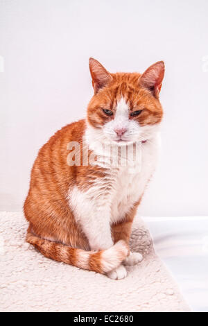 Domestic ginger tom cat, Hampshire, England, United Kingdom. Stock Photo