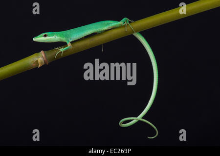 Emerald grass lizard / Takydromus smaragdinus Stock Photo