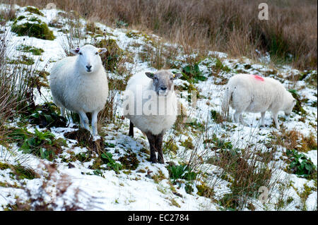 Cambrian Mountains, Powys, UK. 8th December, 2014. Light snowfall on high -land in Mid-Wales. Credit:  Graham M. Lawrence/Alamy Live News. Stock Photo