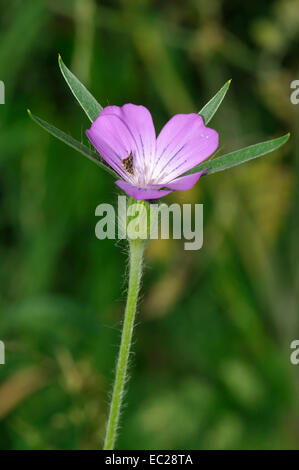 Corncockle - Agrostemma githago with Nettle-tap Micro-moth - Anthophila fabriciana Stock Photo