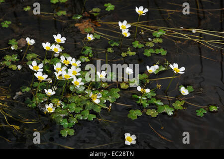 Common Water Crowfoot - Ranunculus aquatilis in New Forest stream Stock Photo