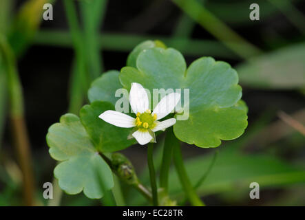 Round-leaved Crowfoot - Ranunculus omiophyllus Stock Photo