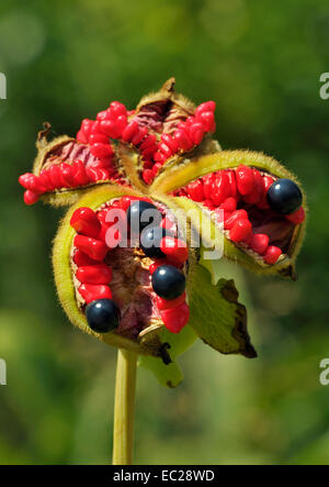 Peony seed pods Stock Photo - Alamy