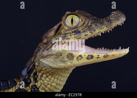 Broad-snouted caiman / Caiman latirostris Stock Photo