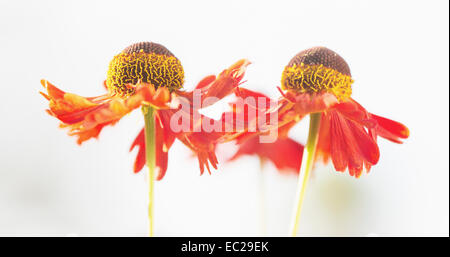 Tranquil summer nature scene, close up of flowers in sunlight Stock Photo