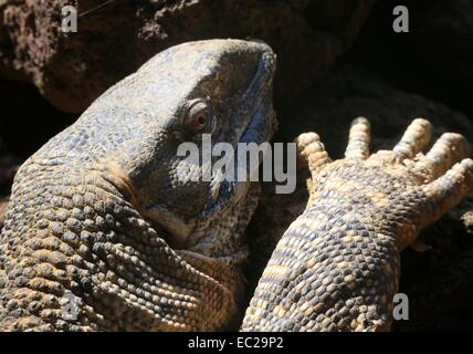 African Rock monitor a.k.a. White-throated Monitor ( Varanus albigularis), close up of head and claw, climbing a rock Stock Photo