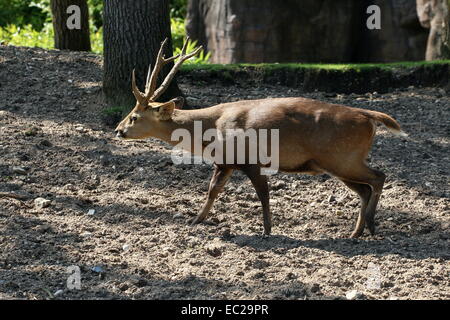 Male Indian hog deer (Axis Porcinus, Hyelaphus porcinus) Stock Photo