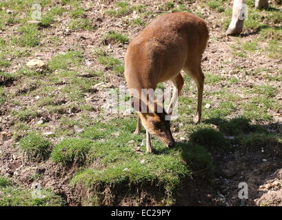 Female Reeve's muntjac deer (Muntiacus reevesi) Stock Photo