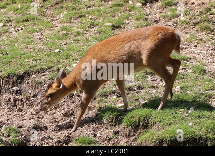 Female Reeve's muntjac deer (Muntiacus reevesi) drinking water Stock Photo