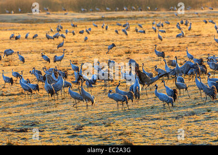 Flock of cranes grazing on a field Stock Photo