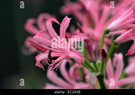 Close up of the flowering Nerine bowdenii Stock Photo