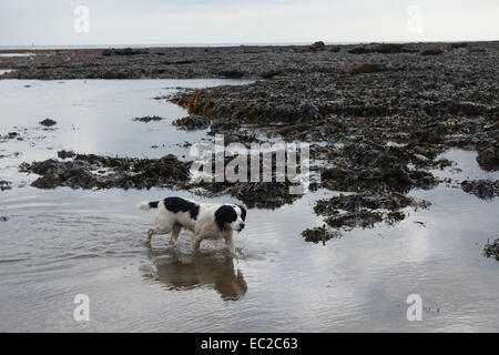 A black and white working cocker spaniel wading through the sea on a North Yorkshire beach Stock Photo