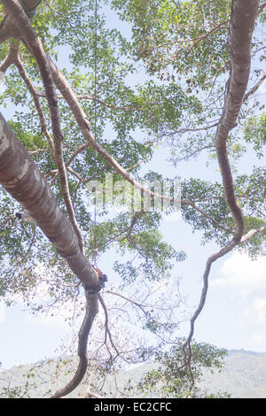 Branches of big tree in sunshine day, stock photo Stock Photo