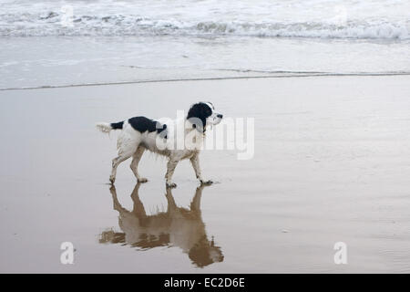 A black and white working cocker spaniel and her reflection on wet sand on a North Yorkshire beach Stock Photo