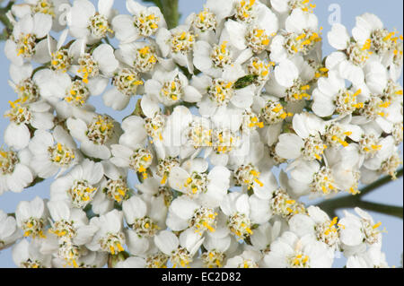 Flowers of common yarrow, Achillea millefolium, white flowering grassland weed with Compositae flowers Stock Photo
