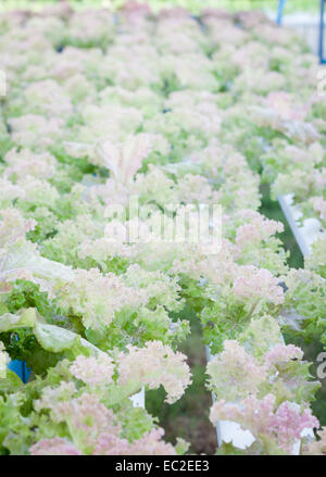 Red coral plants on hydrophonic farm, stock photo Stock Photo