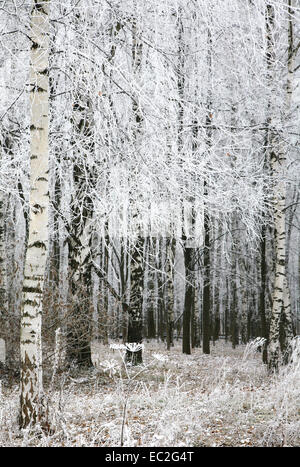 Snow trees and grass in autumn Stock Photo