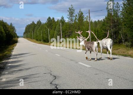 Reindeers (Rangifer tarandus) on Road, Jämtland, Sweden Stock Photo