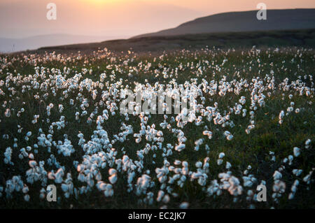 Cotton grass in the light of the setting sun on the moors of Bleaklow above Glossop, Derbyshire. Stock Photo