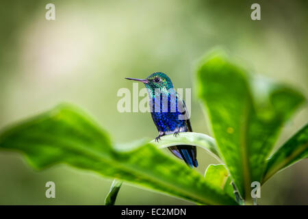 Violet-bellied Hummingbird, Damophila julie Stock Photo