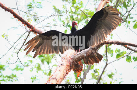 Turkey Vultures in Concord