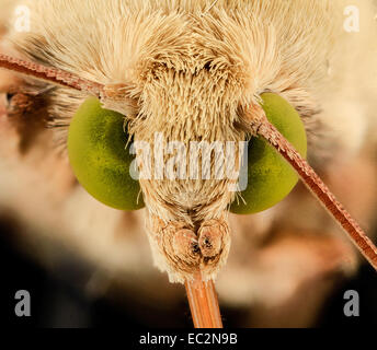 corn earworm, moth, face2 2014-06-06-16.07.06 ZS PMax corn earworm, moth, face2 2014-06-06-160706 Z Stock Photo