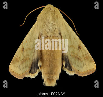 corn earworm, moth, back 2014-06-06-15.37.55 ZS PMax corn earworm, moth, back 2014-06-06-153755 Z Stock Photo