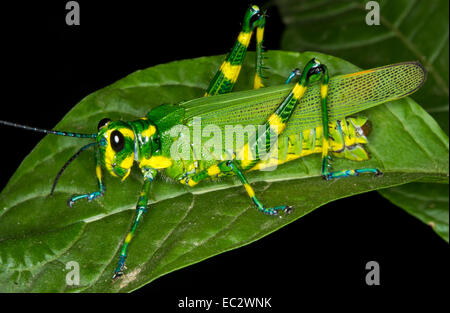 Green and Yellow Grasshopper, Costa Rica Stock Photo