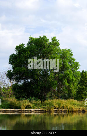 Big tamarind tree near the river. Stock Photo