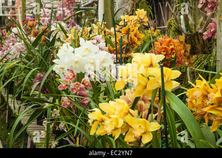 cymbidium orchids, Santa Barbara Orchid Estate, Santa Barbara, California, United States of America Stock Photo