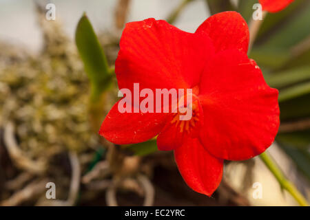 Cattleya coccinea orchid grows on bark in Don Brown's shade house, Santa Barbara, California, United States of America Stock Photo