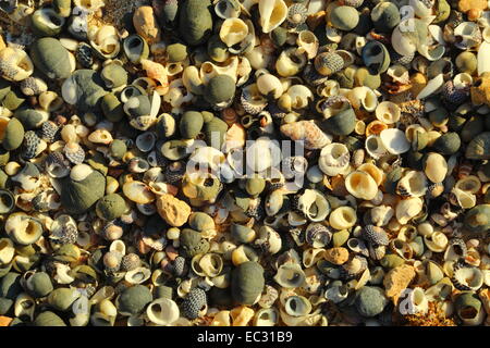 Assorted shells washed up on a beach at The Granites, Streaky Bay, South Australia. Stock Photo