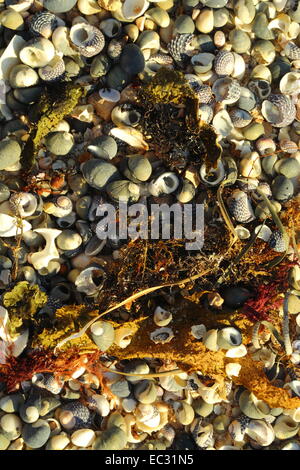 Assorted shells and sea plants washed up on a beach at The Granites, Streaky Bay, South Australia. Stock Photo
