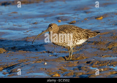 Curlew Numenius arquata feeding in Winter on muddy shoreline Stock Photo
