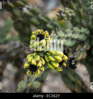 Cane cholla (Cylindropuntia imbricata) cactus. Stock Photo