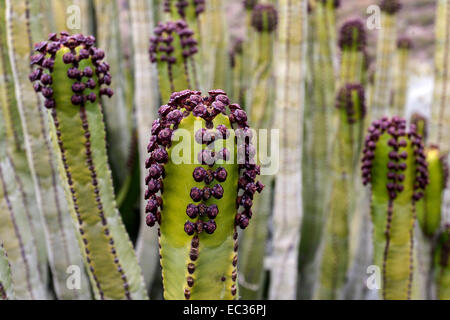Candelabra tree (Euphorbia candelabrum), Tenerife, Canary Islands, Spain Stock Photo