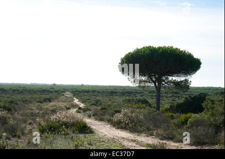 View of coastal landscape near Cabo Roche, Sancti-Petri, Chiclana de la Frontera, Cadiz Province, Andalucia, Spain. Stock Photo