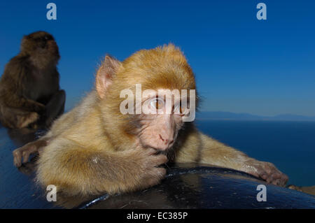 Barbary macaques (Macaca sylvanus) on a cannon, Gibraltar, British overseas territory, Iberian Peninsula, Europe Stock Photo