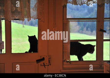 Two cats by a window, Zell am Harmersbach, Baden-Württemberg, Germany Stock Photo