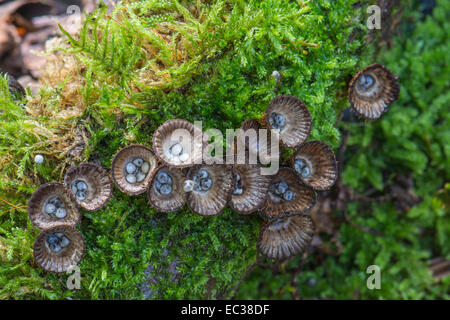 Fluted bird's nest (Cyathus striatus) on moss, Mönchbruch nature reserve, Hessen, Germany Stock Photo