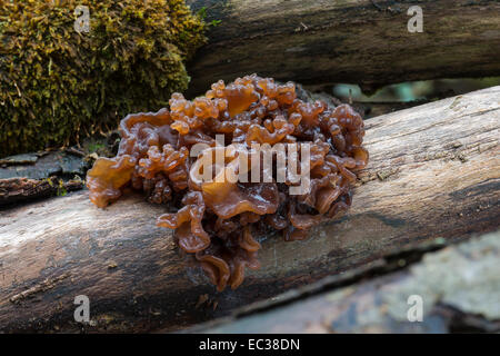 Leafy brain (Tremella foliacea), fruiting bodies on dead wood, Mönchbruch Nature Reserve, Hesse, Germany Stock Photo