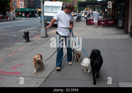Dog walkers walking dogs in New York City. Manhattan Paws main interest is to provide the very best care for NYC dogs. Our knowledgeable and dedicated walkers are trained and willing to care for dogs of all kinds; shape and size-wise. Your little furry bundle of joy is given the walk of her life with much care, tons of love, and fun! Walks can be of 30 minutes, 45 minutes or 1 hour length, private or semi-private. We will work with you to tailor a dog walking program suitable to your dog's needs. Whether it is a relief walk or a long walk to exercise your energetic dog. Stock Photo
