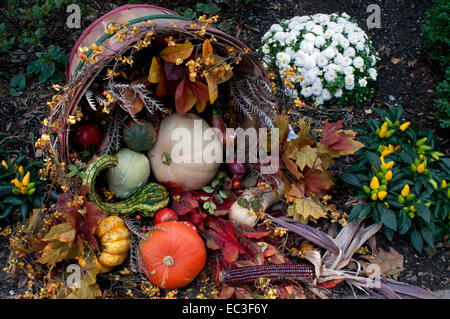 Basket with small pumpkins in a garden of Manhattan. USA. Mini Pumpkins. A pumpkin is a cultivar of the squash plant, most commo Stock Photo