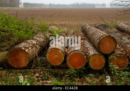 Pile of felled pine trees on the edge of a field Stock Photo