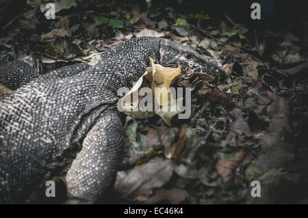 Monitor Lizard at Palawan, Phillipines Stock Photo