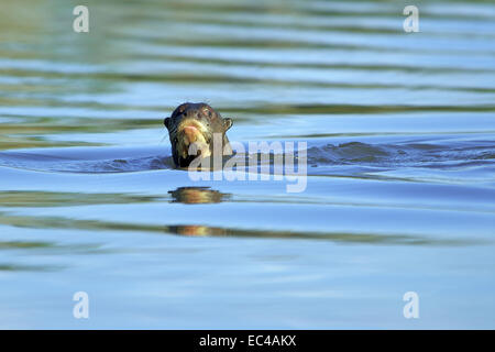 Giant otter, Pteronula brasiliensis, Pantanal, Brazil Stock Photo