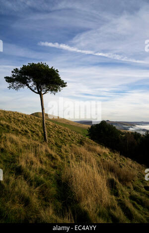 Back Tor is part of the Great Ridge of Edale which includes Mam Tor, Hollins Cross, Back Tor and Lose Hill.The Great Ridge is a  Stock Photo