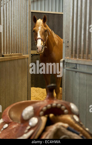 A Quarter Horse in its American Barn stable waiting to be saddled with a Western saddle Stock Photo