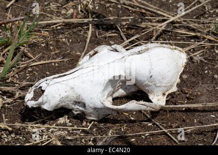 Badger Skull; Meles meles; UK Stock Photo